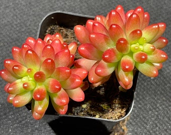 Sedum rubrotinctum - Pink Jelly Bean