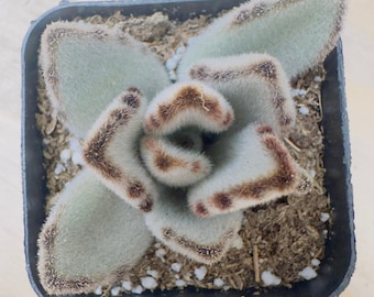 Kalanchoe, planta panda