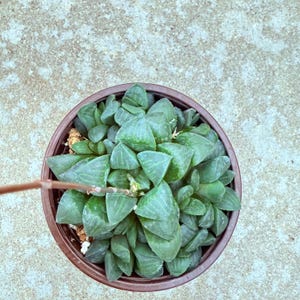Haworthia mutica