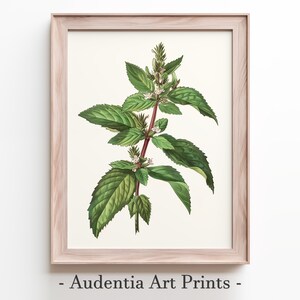 Printed Herb Wall Art Poster
