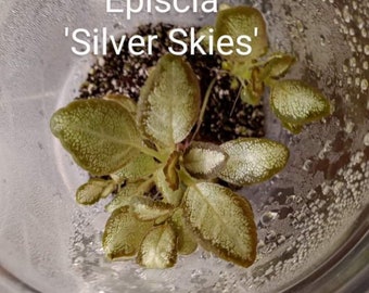 Episcia Silver Skies