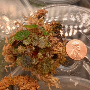 Micro-Saxifraga stolonifera aka mini strawberry begonia.        https://lilliputiantexas.etsy.com?coupon=SAVE25ON3