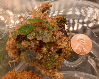 Micro-Saxifraga stolonifera aka mini strawberry begonia.        https://lilliputiantexas.etsy.com?coupon=SAVE25ON3