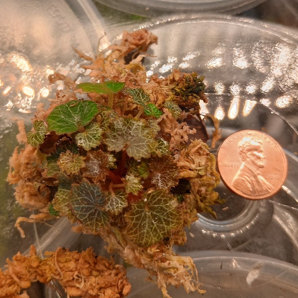 Micro-Saxifraga stolonifera aka mini strawberry begonia.        https://lilliputiantexas.etsy.com?coupon=SAVE25ON3
