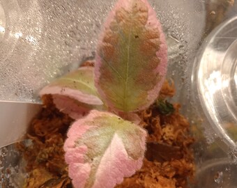 Episcia Pink Brocade starter plant https://lilliputiantexas.etsy.com?coupon=SAVE25ON3