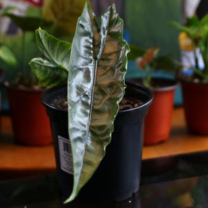 monstera pot mix 8L Monstera Soilless Potting Mix main image 1