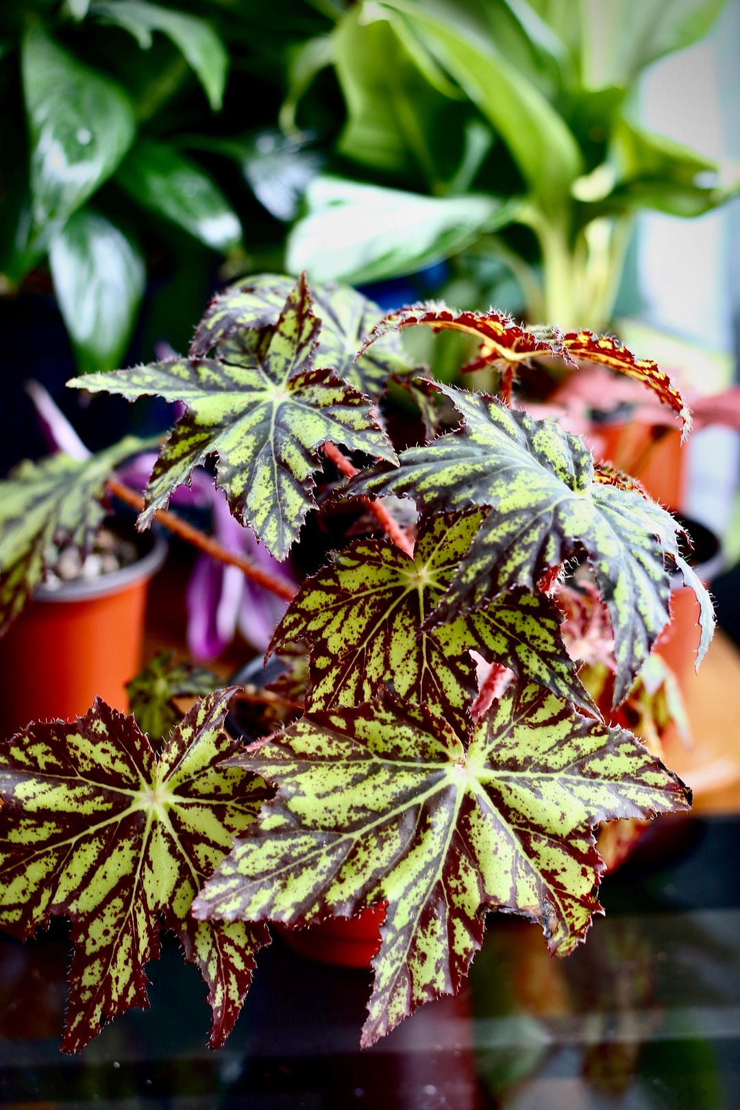 Begonia “geometry” - Starter Plant - Etsy