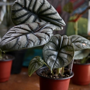 Alocasia - “Silver Dragon” Starter Plant