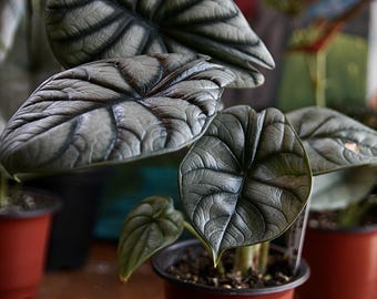 Silver Dragon- Alocasia Starter Plant