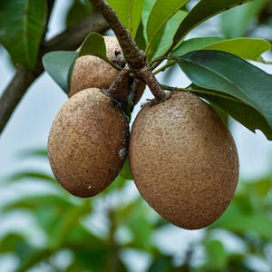 Sapodilla seeds-seeds-tropical fruit tree seeds-tropical seeds-permaculture-food forest-seeds-gardening-subtropical