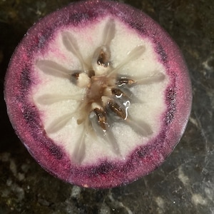 star apple seeds -caimito seeds-seeds-tropical fruit tree seeds-tropical seeds-permaculture-food forest-seeds for sale-gardening-subtropical