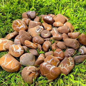 May include: A collection of smooth, brown and white striped stones. The stones are arranged in a circle on a bed of green grass.