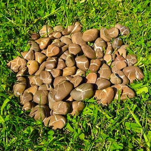 Septarian Nodule Stones - Lake Michigan Lightning Stones Dragon Stone, Wedding Gift, Pocket Size, 5 for 10 Dollars