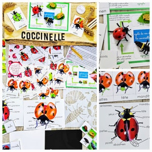 Kit éducatif Coccinelle Montessori - cycle de vie, figurines, cartes nomenclatures -  Enfants 3 à 10 ans Personnalisé