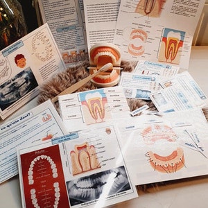 Montessori Dents Kit éducatif Artisanat pour enfant : dentier, cartes éducatives, expériences - Personnalisé pour enfants de 3 à 10 ans
