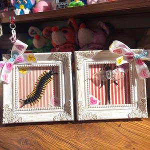 Sweetheart Specimens: Insects in decorative frames