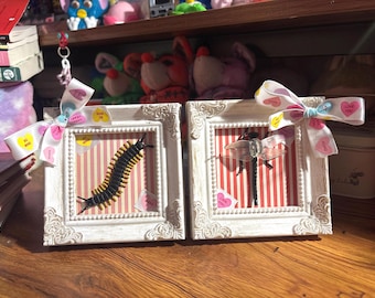 Sweetheart Specimens: Insects in decorative frames