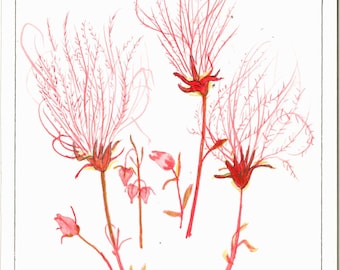 Watercolor:  "Prairie Smoke" ; signed, original painting;   ready to frame wall decor