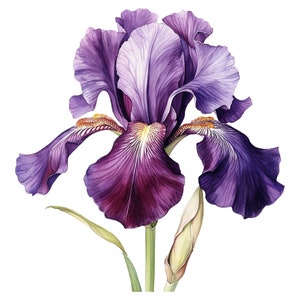 Iris Flower Clipart, Japanese Iris Flower, Purple Flower Digital