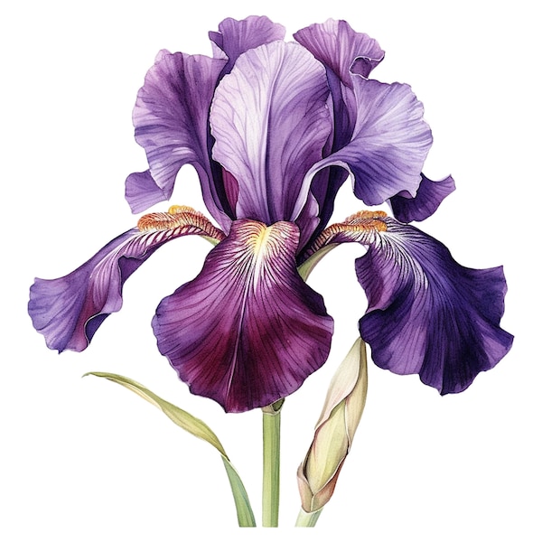 10 Watercolor Iris Flowers Clipart - Digital Download PNG Files For Commercial Use Transparent Background - Cards, Papercraft, Journals