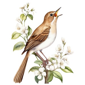 8 Watercolor Singing Nightingale Birds Clipart - Digital Download PNG Files For Commercial Use Transparent Background - Cards, Papercraft