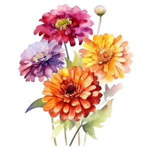 10 Watercolor Zinnias Floral Clipart - Zinnia Flower Graphics PNG Files For Commercial Use Transparent Background - Cards, Papercraft