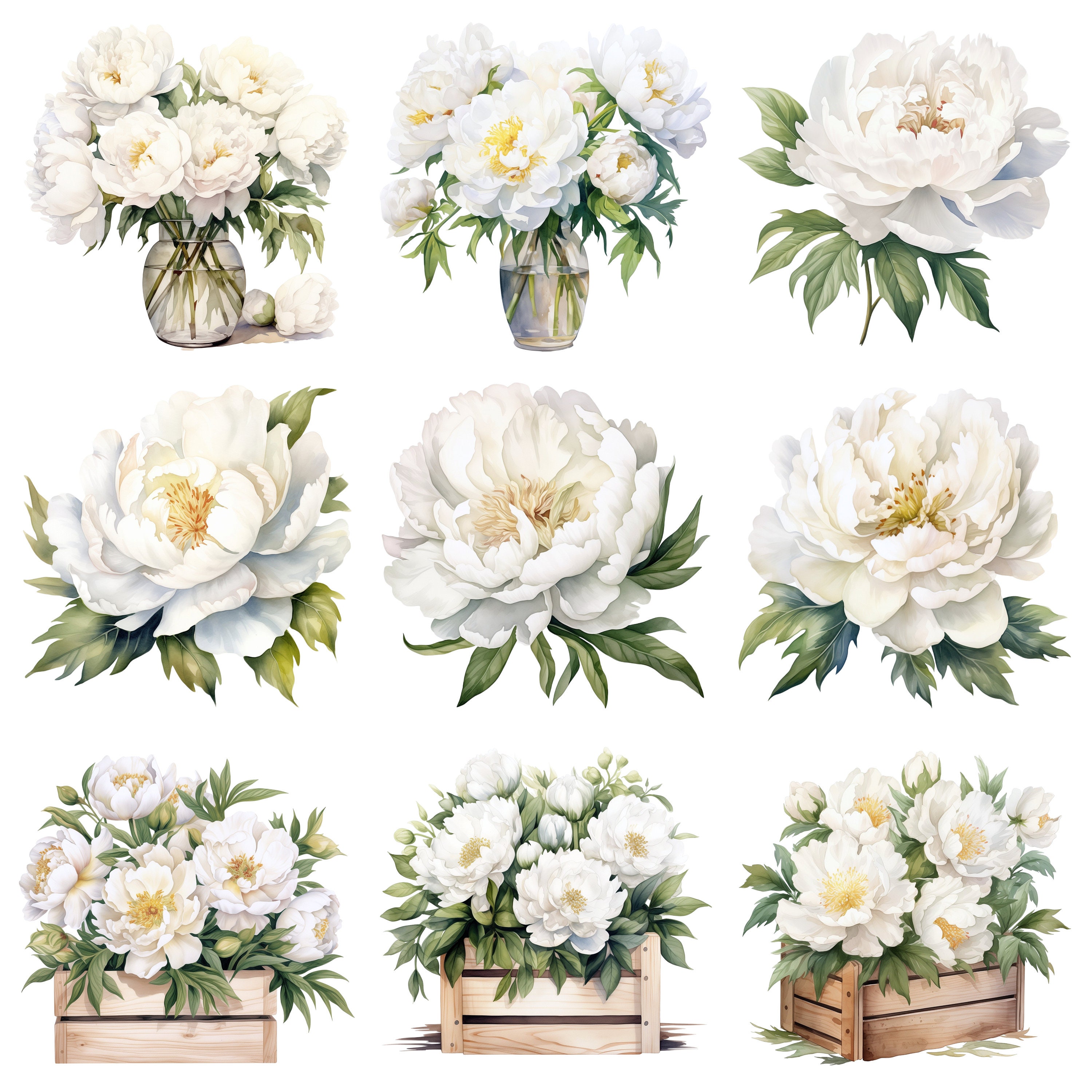 Watercolor White Peonies Clipart Graphics - Digital Download PNG Files ...