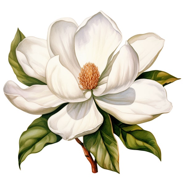 6 White Magnolias Floral Watercolor Clipart Graphics - Printable PNG Files For Commercial Use Transparent Background - Cards, Papercraft