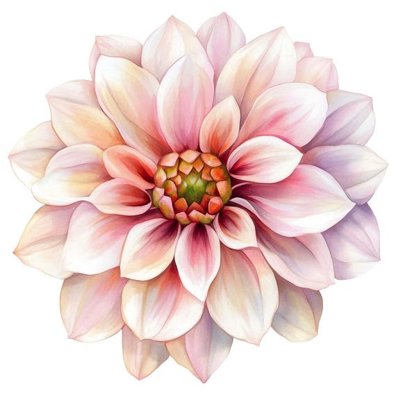 12種類のダリアの花の水彩画クリップアート花のグラフィック - 商用