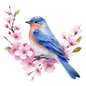 10 cliparts aquarelle merle bleu mignon - oiseaux graphiques téléchargement numérique PNG pour un usage commercial fond Transparent - cartes, Papercraft