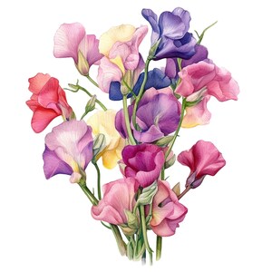 May include: Watercolor illustration of a bouquet of sweet pea flowers. The flowers are in shades of pink, purple, red, and yellow, with green stems. The image is set against a white background.