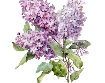 8 Watercolor Lilacs Floral Clipart - Digital Download PNG Files For Commercial Use Transparent Background - Cards, Papercraft