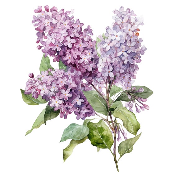 8つの水彩画 紫色のライラックの花のクリップアート – PNGグラフィック