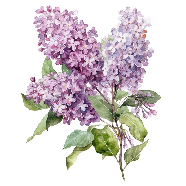 8 Watercolor Lilacs Floral Clipart - Digital Download PNG Files For Commercial Use Transparent Background - Cards, Papercraft