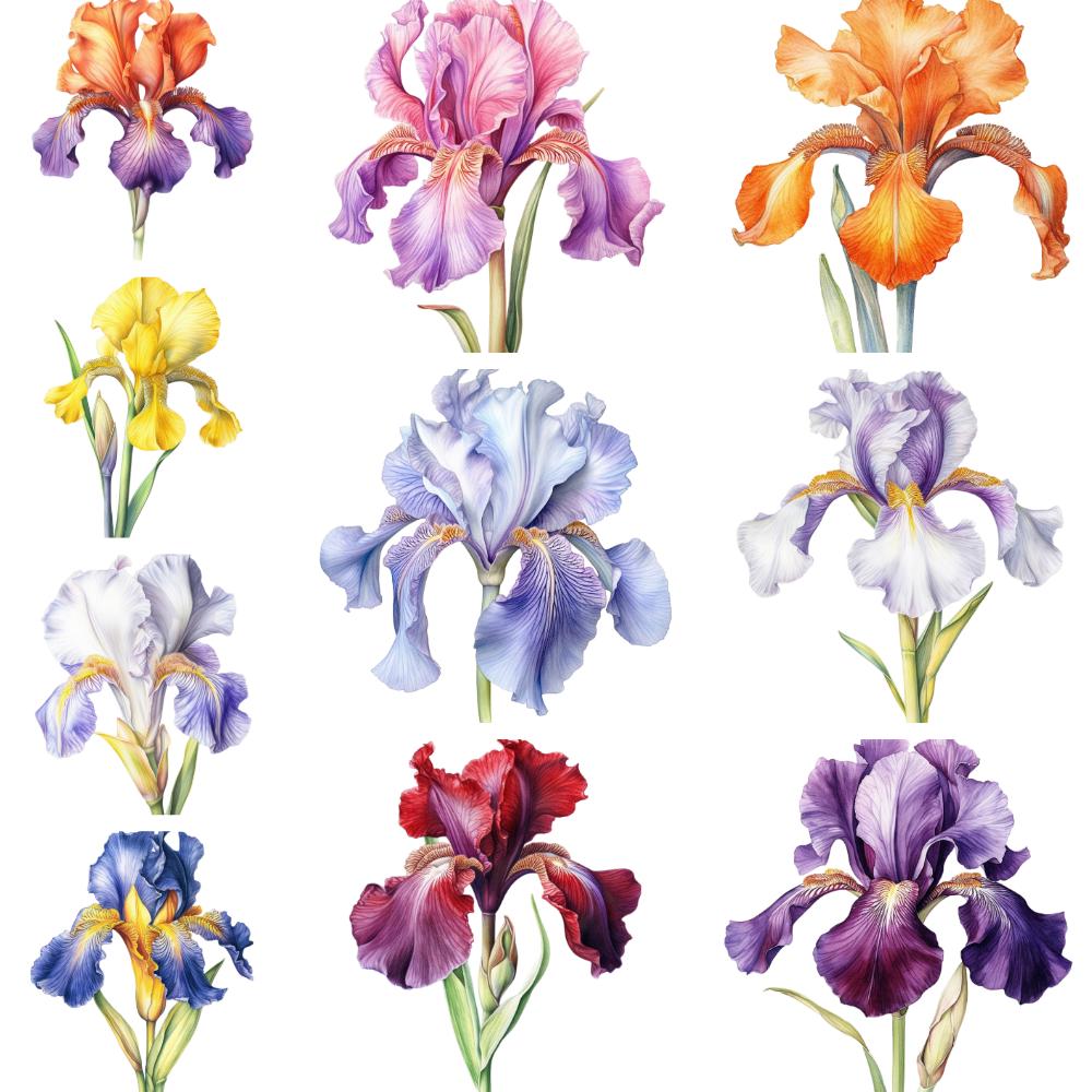 水彩画のアイリスの花のクリップアート10点 - PNG透明背景（デジタル