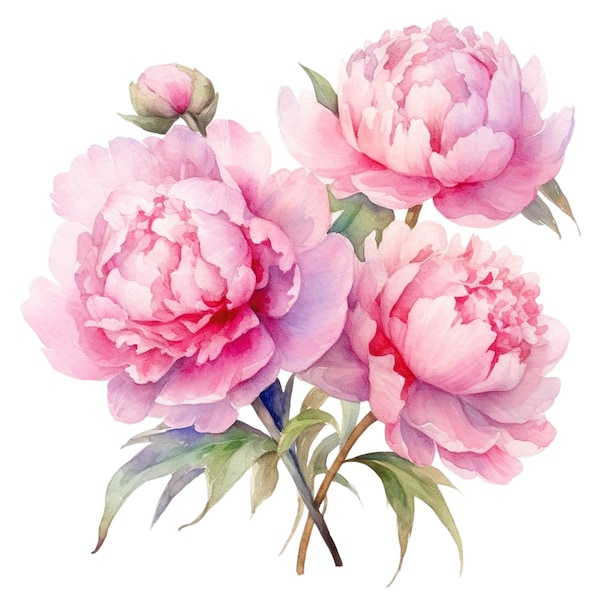 14 Watercolor Pink Peonies Clipart, Peony Graphics - Digital Download PNG Files For Commercial Use Transparent Background - Cards, Journals