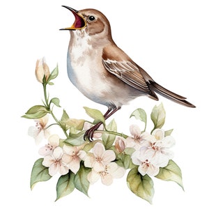 8 acquerello canto usignolo uccelli Clipart - download digitale file PNG per uso commerciale sfondo trasparente - carte, Papercraft