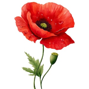 6 Red Poppies png Flower Watercolor Clipart Graphics - Printable Poppy Flowers, PNG Files Transparent Background - Cards, Papercraft