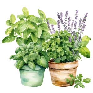 May include: A watercolour painting of three potted herbs: lavender, basil and parsley. The pots are terracotta and green.