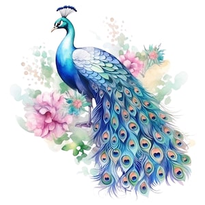 6 Watercolor Peacock Clipart Bird Graphics - Digital Download PNG Files For Commercial Use Transparent Background - Cards, Papercraft