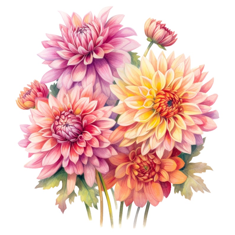 May include: A watercolor illustration of a bouquet of dahlias in shades of pink, peach, and yellow. The flowers have layered petals and are surrounded by green leaves and stems. The image is set against a white background.