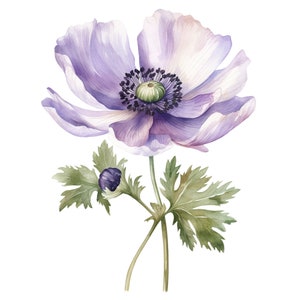 6 Watercolor Purple Anemone Clipart Digital Download PNG - Etsy