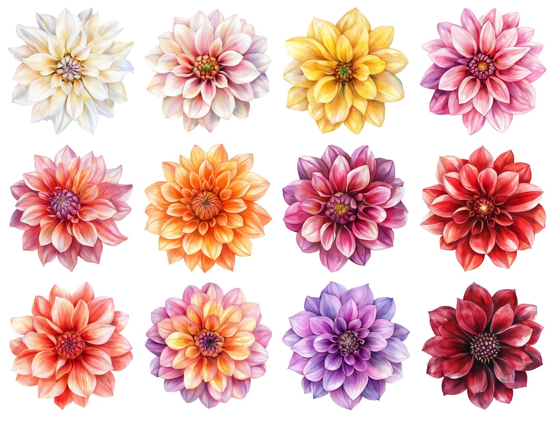 水彩画(ダリア)№164 水彩画ダリアの花のクリップアート12点 - PNG花グラフィック、透明な