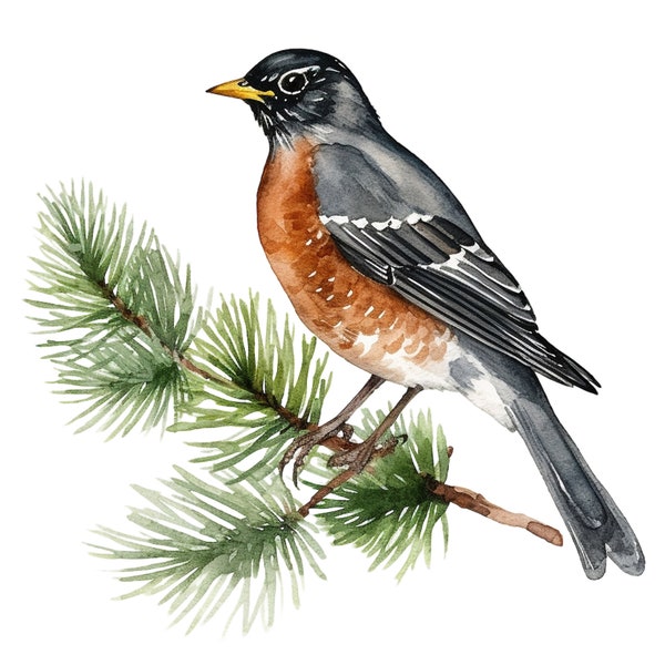 10 Watercolor American Robin Birds Clipart - Digital Download PNG Files For Commercial Use Transparent Background - Cards, Papercraft