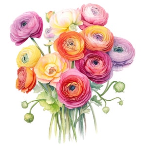 May include: Watercolor illustration of a bouquet of ranunculus flowers in shades of pink, orange, yellow, and purple. The flowers have multiple layers of delicate petals and green stems. The background is white.