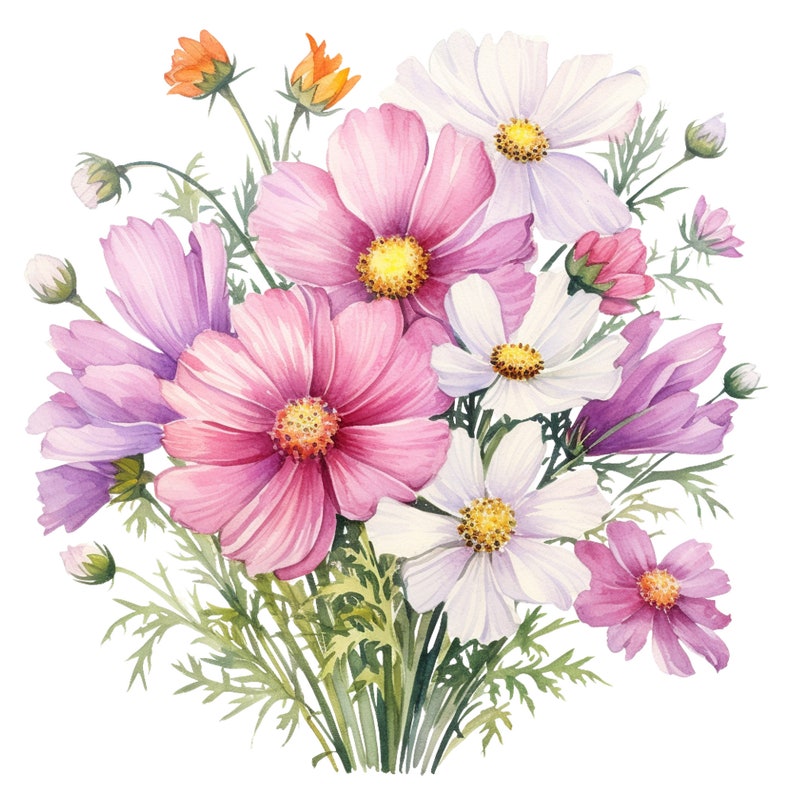 May include: Watercolor illustration of a bouquet of cosmos flowers. The flowers are in shades of pink, white, and purple, with yellow centers. Green leaves and stems complete the arrangement. The image is on a white background.