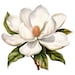 Clipart In Watercolor