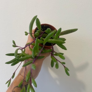 May include: A trailing succulent plant with elongated, fleshy green leaves and thin, deep purple stems. The plant is contained in a small, round, brown plastic nursery pot, with several stems cascading downwards from the central root structure.