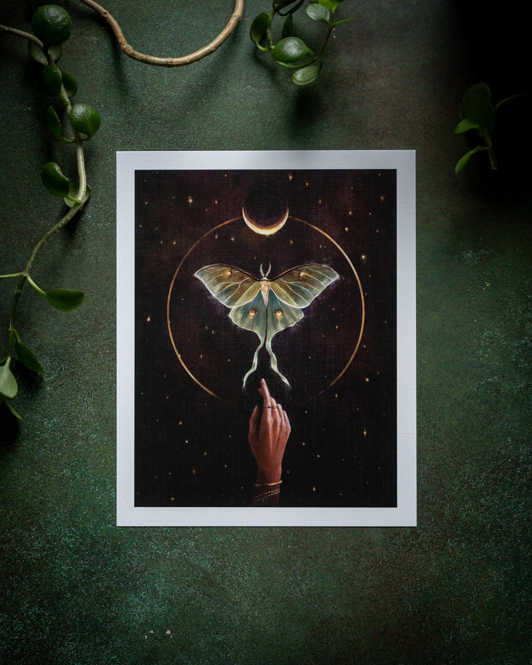 Luna Moth Signed Art Print by Sam Mckinnon - Luna Moth Art, Forest Moth ...