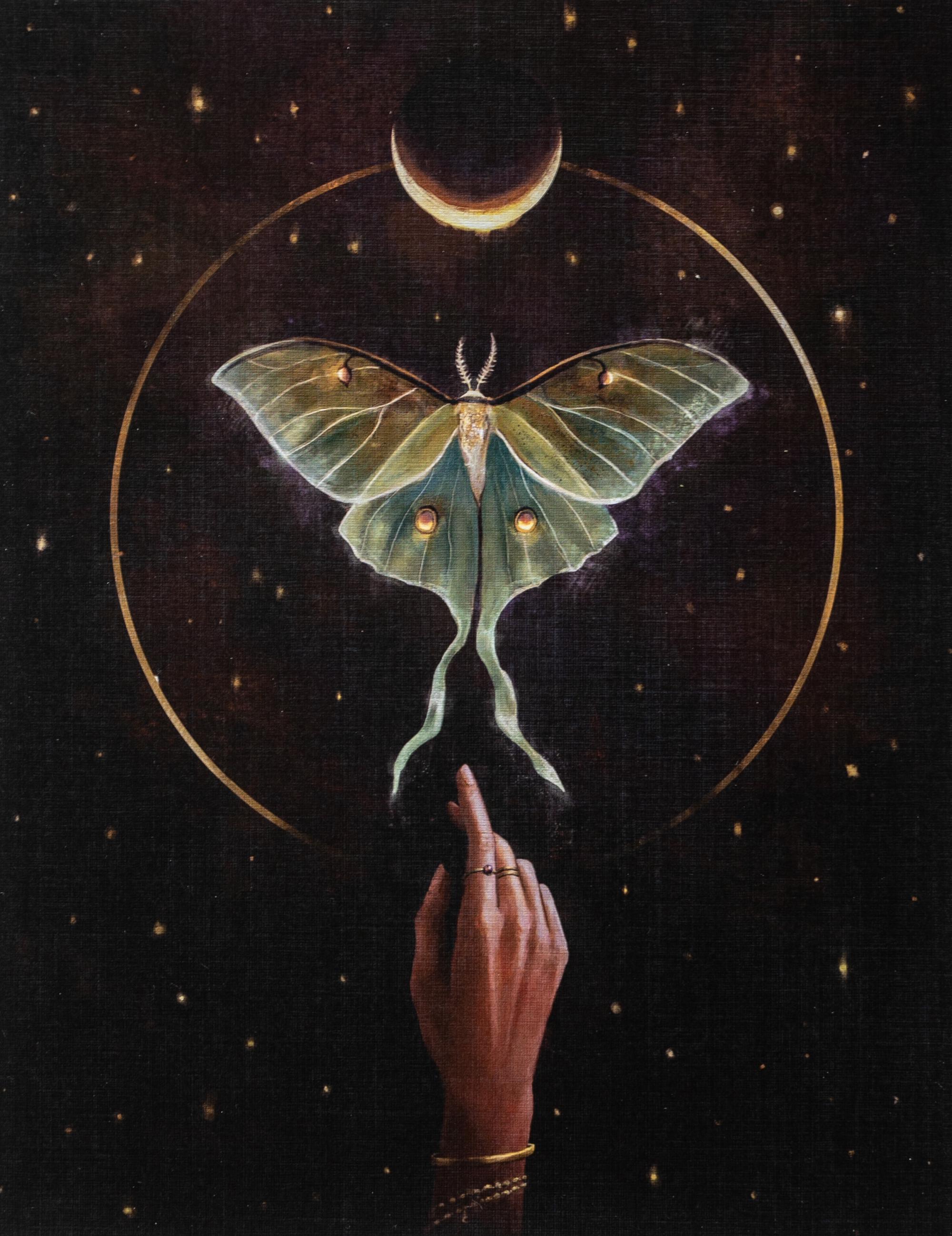 Luna Moth Signed Art Print by Sam Mckinnon - Luna Moth Art, Forest Moth ...
